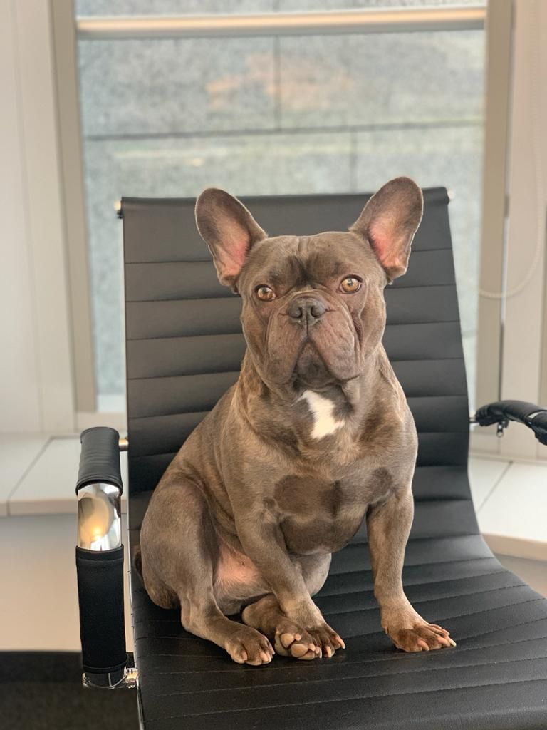 Rudi(1)